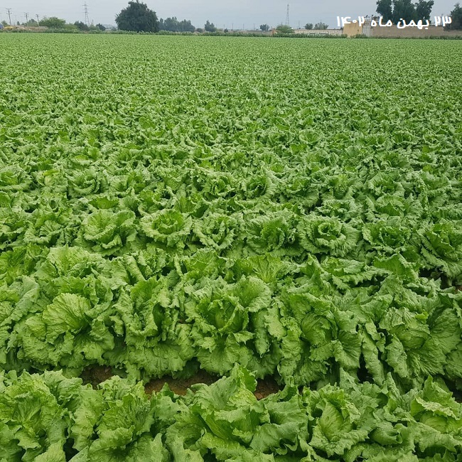 مزرعه کاهو بعد از استفاده از فسفر مایع معجزه گر