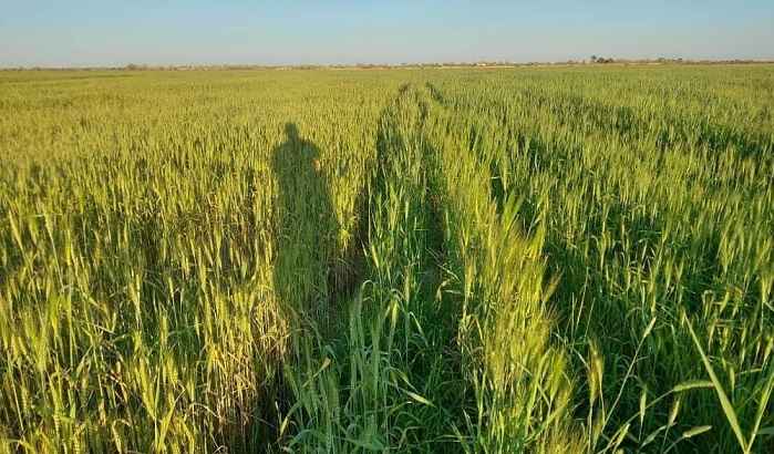 مزرعه گندم بعد از محلولپاشی فسفر مایع معجزه گر