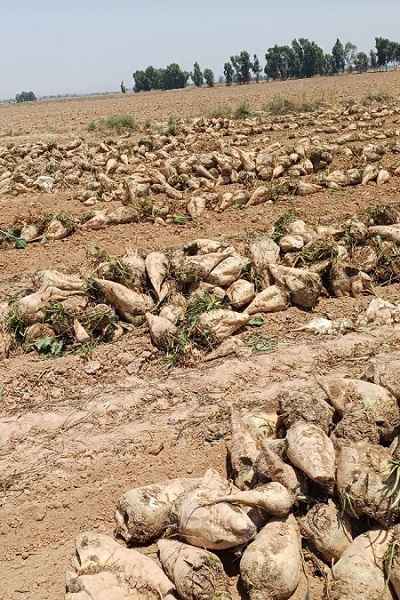 تاثیر فسفر مایع معجزه گر بر مزرعه چغندر