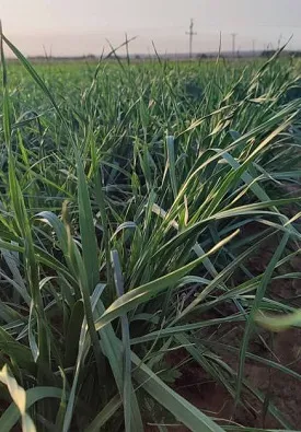 مزرعه سبزی یک هفته پس از 5 لیتر محلولپاشی فسفر مایع معجزه گر