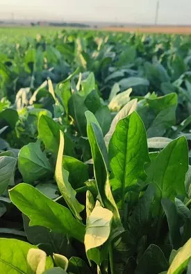 مزرعه سبزی یک هفته پس از 5 لیتر محلولپاشی فسفر مایع معجزه گر