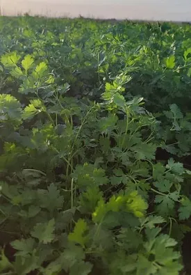 مزرعه سبزی یک هفته پس از 5 لیتر محلولپاشی فسفر مایع معجزه گر