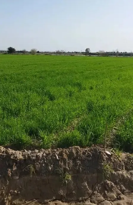 مزرعه تیمار بعد از محلولپاشی فسفر مایع معجزه گر