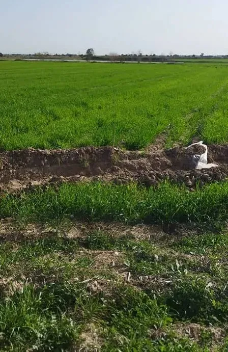 مزرعه تیمار بعد از محلولپاشی فسفر مایع معجزه گر