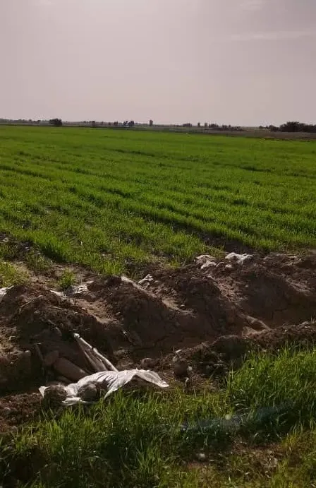 مزرعه شاهد بدون محلولپاشی فسفر مایع معجزه گر2
